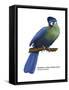 Hartlaub's or Blue-Crested Turaco (Tauraco Hartlaubi), Birds-Encyclopaedia Britannica-Framed Stretched Canvas