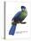 Hartlaub's or Blue-Crested Turaco (Tauraco Hartlaubi), Birds-Encyclopaedia Britannica-Stretched Canvas