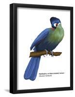Hartlaub's or Blue-Crested Turaco (Tauraco Hartlaubi), Birds-Encyclopaedia Britannica-Framed Poster