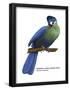 Hartlaub's or Blue-Crested Turaco (Tauraco Hartlaubi), Birds-Encyclopaedia Britannica-Framed Poster