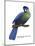 Hartlaub's or Blue-Crested Turaco (Tauraco Hartlaubi), Birds-Encyclopaedia Britannica-Mounted Poster