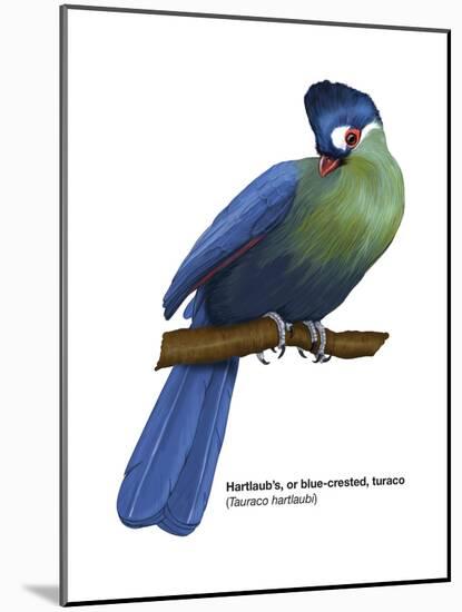 Hartlaub's or Blue-Crested Turaco (Tauraco Hartlaubi), Birds-Encyclopaedia Britannica-Mounted Poster