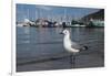 Hartlaubs Gull, Hout Bay Harbor, Western Cape, South Africa-Pete Oxford-Framed Photographic Print