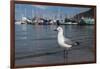 Hartlaubs Gull, Hout Bay Harbor, Western Cape, South Africa-Pete Oxford-Framed Photographic Print