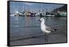 Hartlaubs Gull, Hout Bay Harbor, Western Cape, South Africa-Pete Oxford-Framed Stretched Canvas