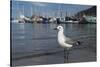 Hartlaubs Gull, Hout Bay Harbor, Western Cape, South Africa-Pete Oxford-Stretched Canvas