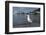 Hartlaubs Gull, Hout Bay Harbor, Western Cape, South Africa-Pete Oxford-Framed Photographic Print