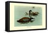 Hartlaus's Teal-Louis Agassiz Fuertes-Framed Stretched Canvas