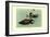 Hartlaus's Teal-Louis Agassiz Fuertes-Framed Art Print