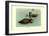 Hartlaus's Teal-Louis Agassiz Fuertes-Framed Art Print