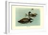 Hartlaus's Teal-Louis Agassiz Fuertes-Framed Art Print