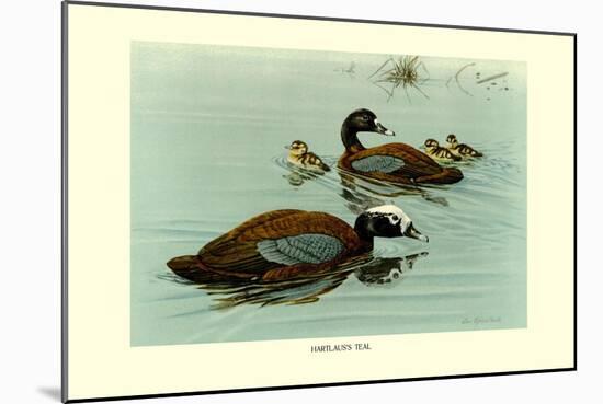 Hartlaus's Teal-Louis Agassiz Fuertes-Mounted Art Print