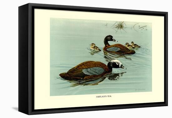 Hartlaus's Teal-Louis Agassiz Fuertes-Framed Stretched Canvas