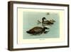 Hartlaus's Teal-Louis Agassiz Fuertes-Framed Premium Giclee Print