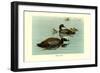 Hartlaus's Teal-Louis Agassiz Fuertes-Framed Premium Giclee Print