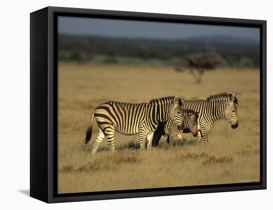 Hartman's Mountain Zebra, Equus Zebra Hartmannae, Damaraland, Namibia, Africa-Thorsten Milse-Framed Stretched Canvas