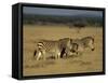 Hartman's Mountain Zebra, Equus Zebra Hartmannae, Damaraland, Namibia, Africa-Thorsten Milse-Framed Stretched Canvas