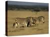 Hartman's Mountain Zebra, Equus Zebra Hartmannae, Damaraland, Namibia, Africa-Thorsten Milse-Stretched Canvas