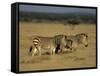 Hartman's Mountain Zebra, Equus Zebra Hartmannae, Damaraland, Namibia, Africa-Thorsten Milse-Framed Stretched Canvas