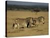 Hartman's Mountain Zebra, Equus Zebra Hartmannae, Damaraland, Namibia, Africa-Thorsten Milse-Stretched Canvas