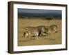 Hartman's Mountain Zebra, Equus Zebra Hartmannae, Damaraland, Namibia, Africa-Thorsten Milse-Framed Photographic Print