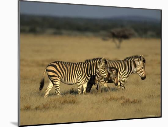 Hartman's Mountain Zebra, Equus Zebra Hartmannae, Damaraland, Namibia, Africa-Thorsten Milse-Mounted Photographic Print