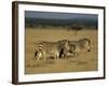 Hartman's Mountain Zebra, Equus Zebra Hartmannae, Damaraland, Namibia, Africa-Thorsten Milse-Framed Photographic Print