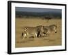 Hartman's Mountain Zebra, Equus Zebra Hartmannae, Damaraland, Namibia, Africa-Thorsten Milse-Framed Photographic Print