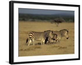 Hartman's Mountain Zebra, Equus Zebra Hartmannae, Damaraland, Namibia, Africa-Thorsten Milse-Framed Photographic Print