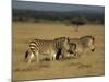 Hartman's Mountain Zebra, Equus Zebra Hartmannae, Damaraland, Namibia, Africa-Thorsten Milse-Mounted Photographic Print