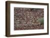 Hartmann's Mountain Zebra (Equus Zebra Hartmannae), Damaraland, Namibia, Africa-Thorsten Milse-Framed Photographic Print