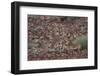 Hartmann's Mountain Zebra (Equus Zebra Hartmannae), Damaraland, Namibia, Africa-Thorsten Milse-Framed Photographic Print