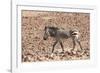 Hartmann's Zebra in the southern Kunene Region-Brenda Tharp-Framed Photographic Print