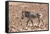 Hartmann's Zebra in the southern Kunene Region-Brenda Tharp-Framed Stretched Canvas