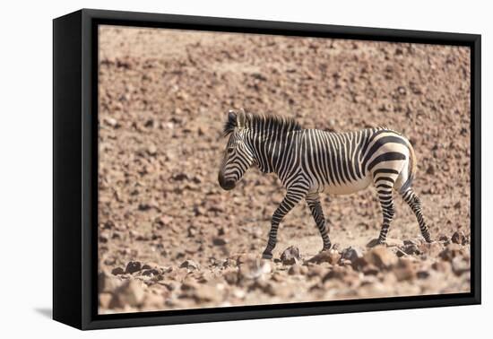 Hartmann's Zebra in the southern Kunene Region-Brenda Tharp-Framed Stretched Canvas