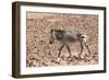 Hartmann's Zebra in the southern Kunene Region-Brenda Tharp-Framed Photographic Print