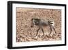 Hartmann's Zebra in the southern Kunene Region-Brenda Tharp-Framed Photographic Print