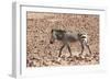 Hartmann's Zebra in the southern Kunene Region-Brenda Tharp-Framed Photographic Print