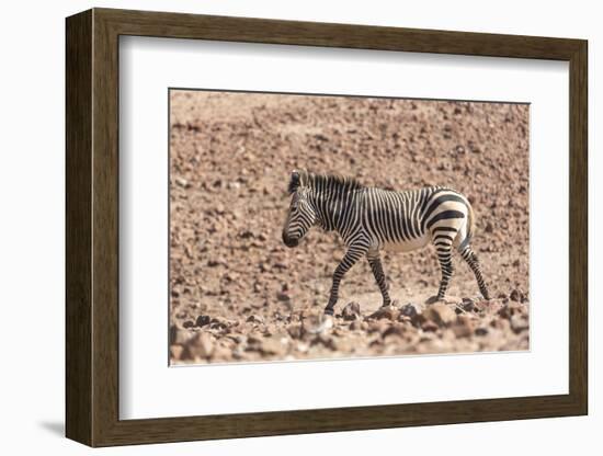 Hartmann's Zebra in the southern Kunene Region-Brenda Tharp-Framed Photographic Print