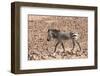 Hartmann's Zebra in the southern Kunene Region-Brenda Tharp-Framed Photographic Print