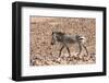 Hartmann's Zebra in the southern Kunene Region-Brenda Tharp-Framed Photographic Print
