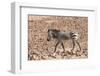 Hartmann's Zebra in the southern Kunene Region-Brenda Tharp-Framed Photographic Print