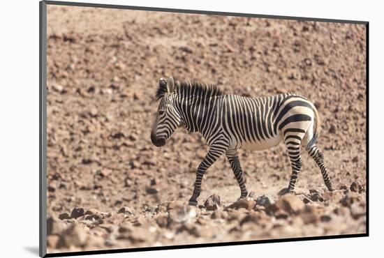 Hartmann's Zebra in the southern Kunene Region-Brenda Tharp-Mounted Photographic Print