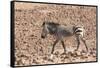 Hartmann's Zebra in the southern Kunene Region-Brenda Tharp-Framed Stretched Canvas