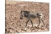 Hartmann's Zebra in the southern Kunene Region-Brenda Tharp-Stretched Canvas