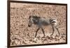 Hartmann's Zebra in the southern Kunene Region-Brenda Tharp-Framed Photographic Print