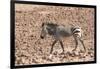 Hartmann's Zebra in the southern Kunene Region-Brenda Tharp-Framed Photographic Print