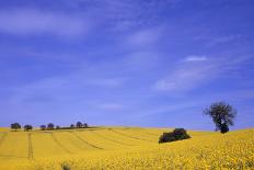 Munstermaifeld - Germany-Hartmut Junker-Stretched Canvas