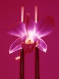 Pink Orchid (Phalaenopsis) as Table Decoration-Hartmut Kiefer-Photographic Print