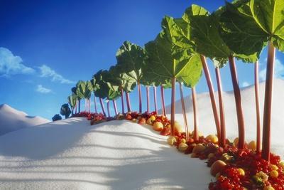 Avenue of Rhubarb Sticks and Fruit in a Sugar Desert